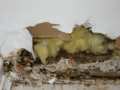 water-damaged drywall with mold