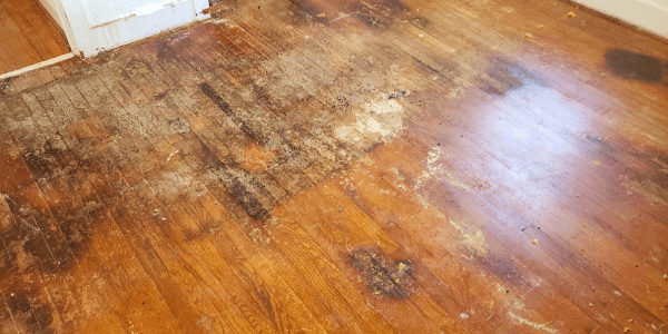 Home flooring showing signs of water damage on Hardwood floors